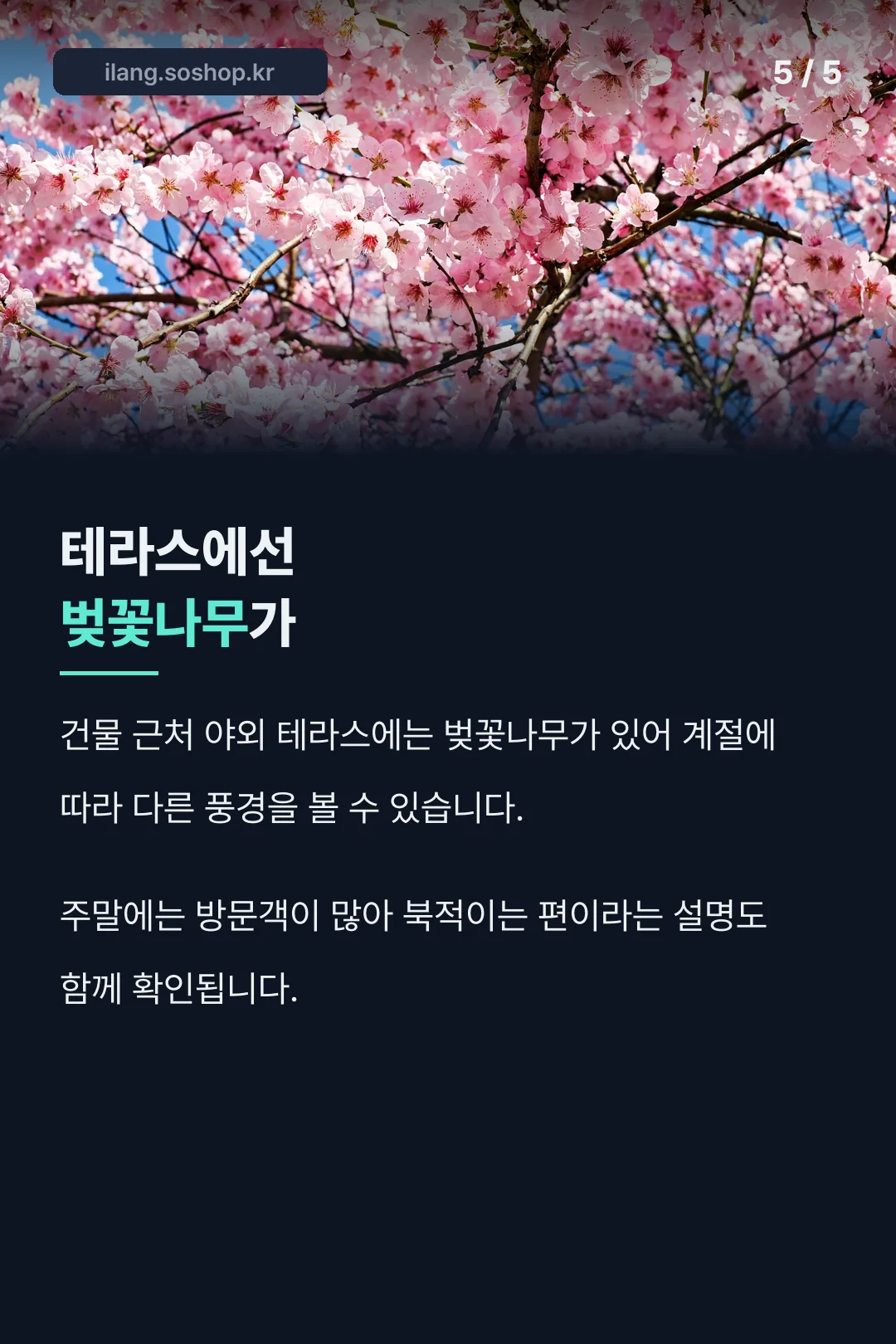 테라스에서 보이는 벚꽃나무