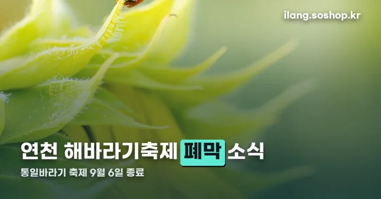 연천 해바라기축제 정리 썸네일